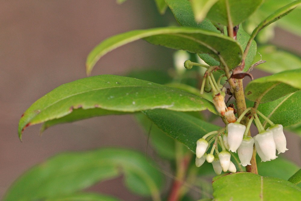 florida_leucothoe2